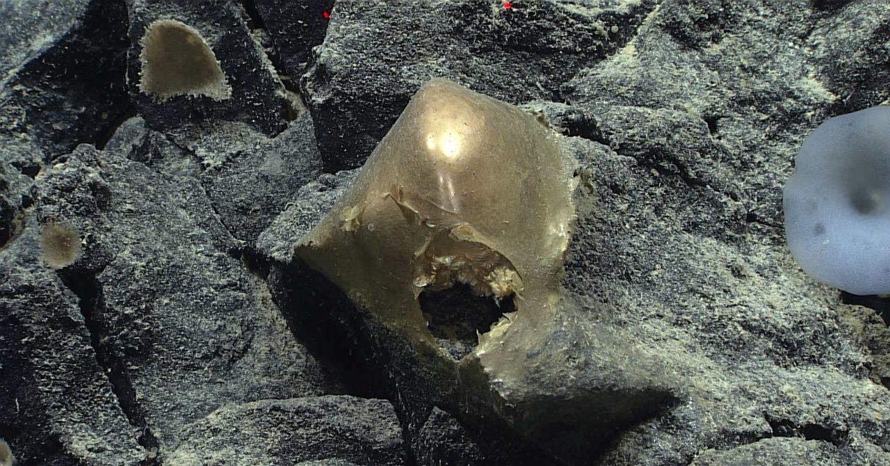 Uma ‘orbe dourada’ no fundo do oceano veio de um animal misterioso