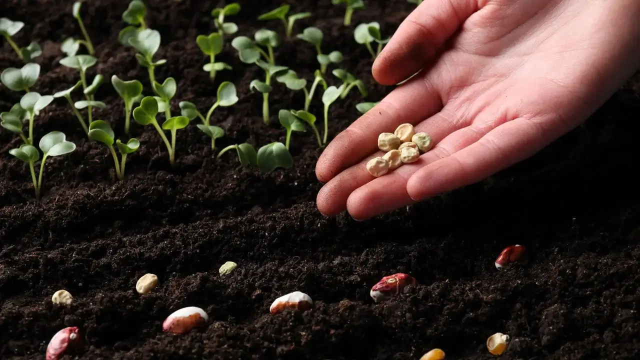 O Guia do Pequeno Agricultor para a Semeadura Sucessória