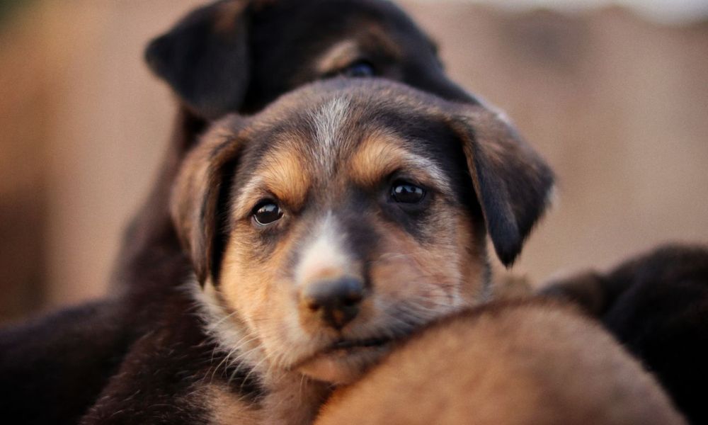 NAPHIA: Apenas 4,27% dos animais de estimação dos EUA têm seguro, apesar de uma década de crescimento de dois dígitos