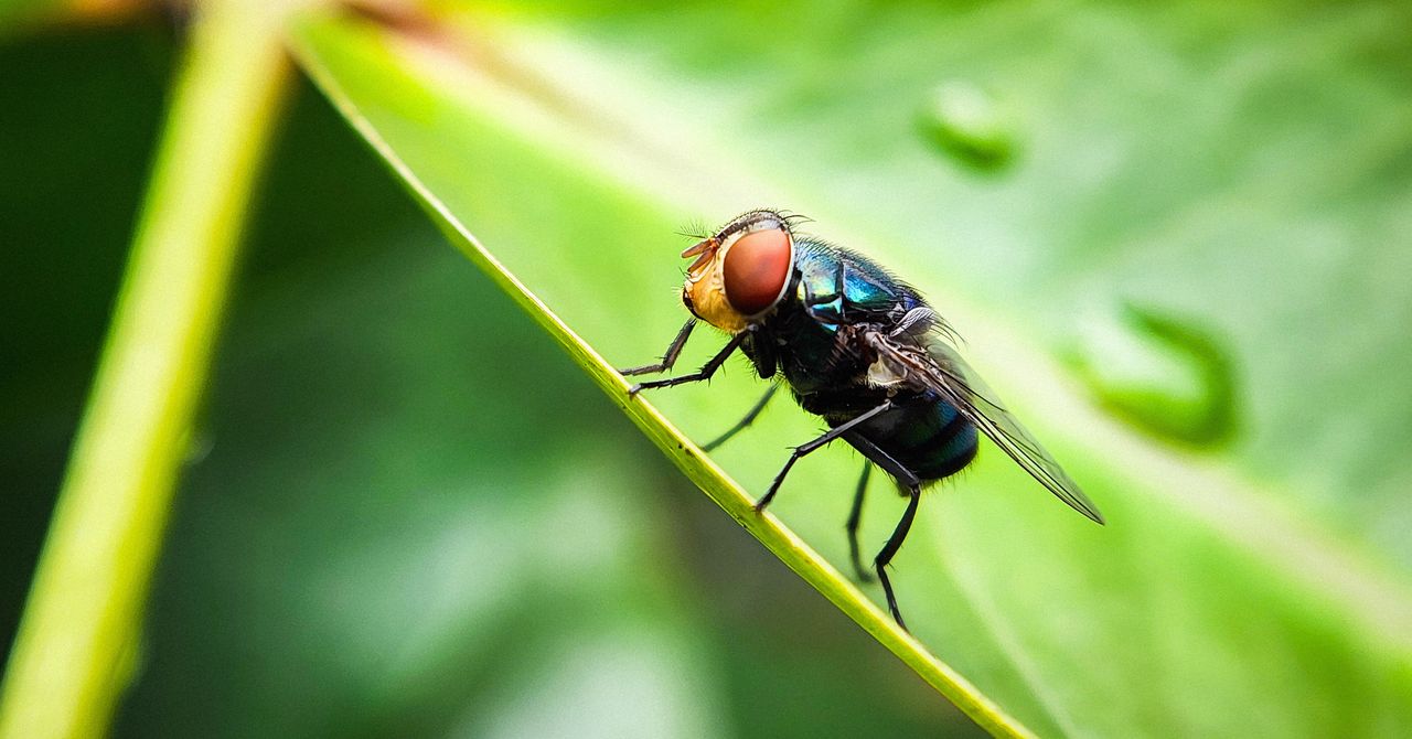 Os EUA têm um plano para combater a bicheira. Envolve muito mais moscas