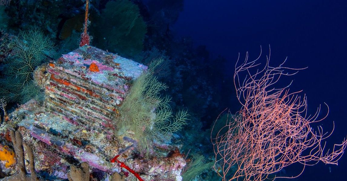 Um experimento de uma década está desvendando os mistérios dos ‘recifes profundos’ do oceano