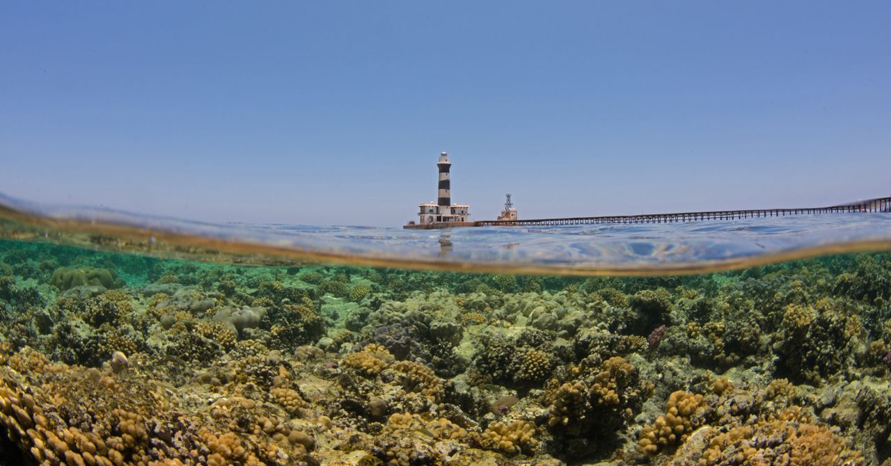 Os ‘super corais’ resistentes ao clima do Egito estão começando a sentir o calor